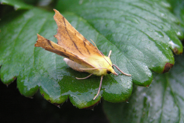 Ennomos du tilleul (Ennomos alniaria) / Wikipedia